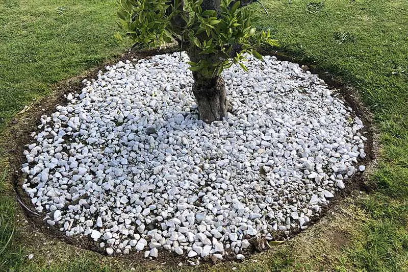 Una imagen de primer plano de un árbol pequeño rodeado de piedras decorativas en la base para dar una apariencia ordenada y evitar las malas hierbas.