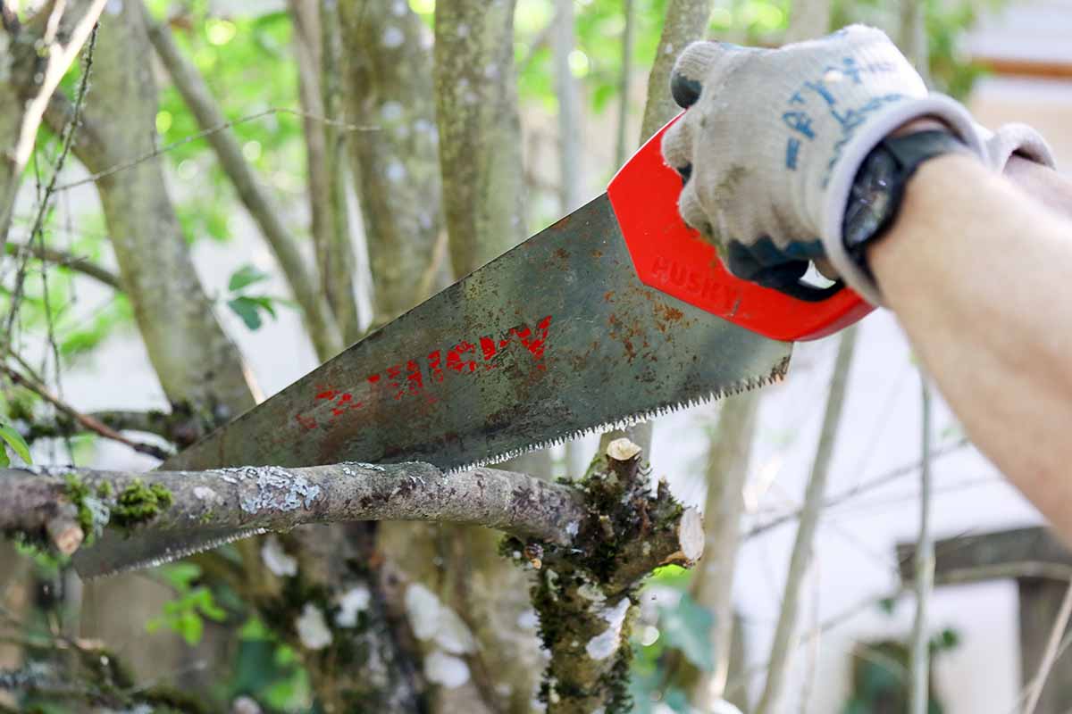 Una imagen horizontal de primer plano de un jardinero que usa una sierra para cortar en exceso la rama de un árbol.