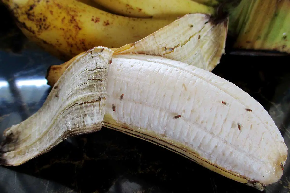Una imagen horizontal de un plátano demasiado maduro pelado con una infestación de moscas de la fruta Drosophila.