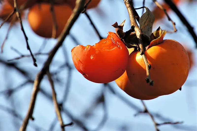Una imagen horizontal de primer plano de la fruta de caqui de color naranja brillante que ha sido consumida por los animales antes de la cosecha, representada en un fondo de enfoque suave.
