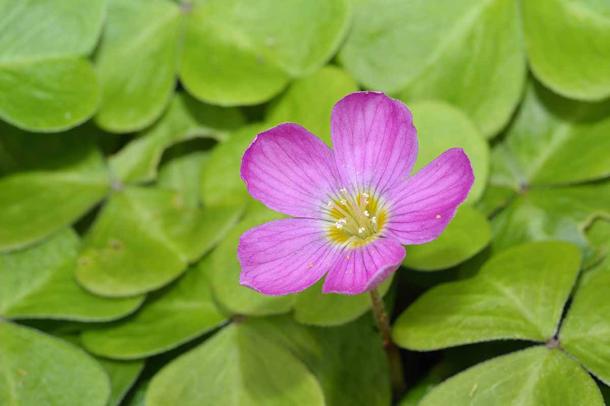Una imagen horizontal de cerca de una flor rosa de acedera de secoya rodeada de follaje verde en el fondo.