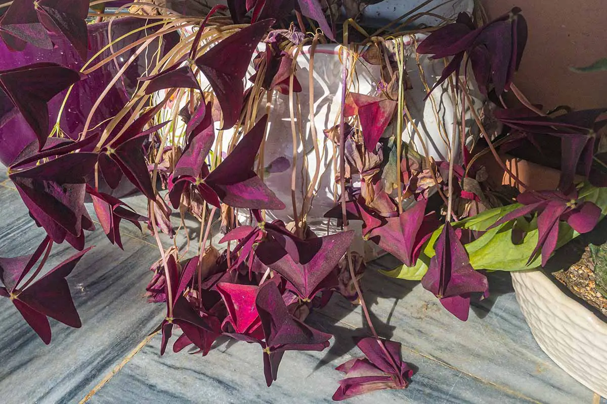 Una imagen horizontal de cerca de una planta de oxalis en maceta con follaje caído que se prepara para la latencia.