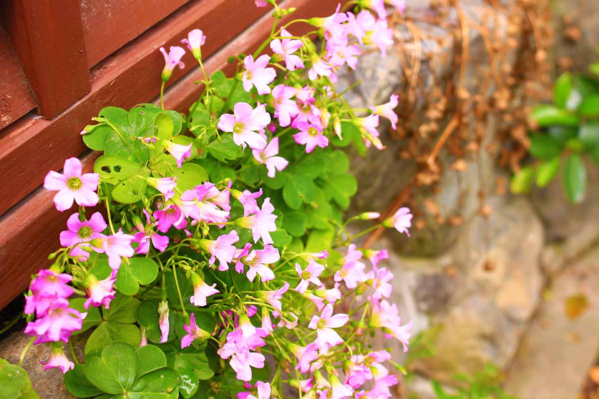Una imagen horizontal de cerca de una planta oxalis con follaje verde y flores rosas que crecen en una pared de piedra.