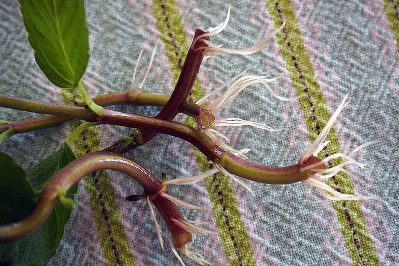 Un primer plano de los tallos de una planta de Mentha, tomados como un corte y colocados en agua, mostrando el nuevo desarrollo de la raíz.  El fondo es una tela a rayas.