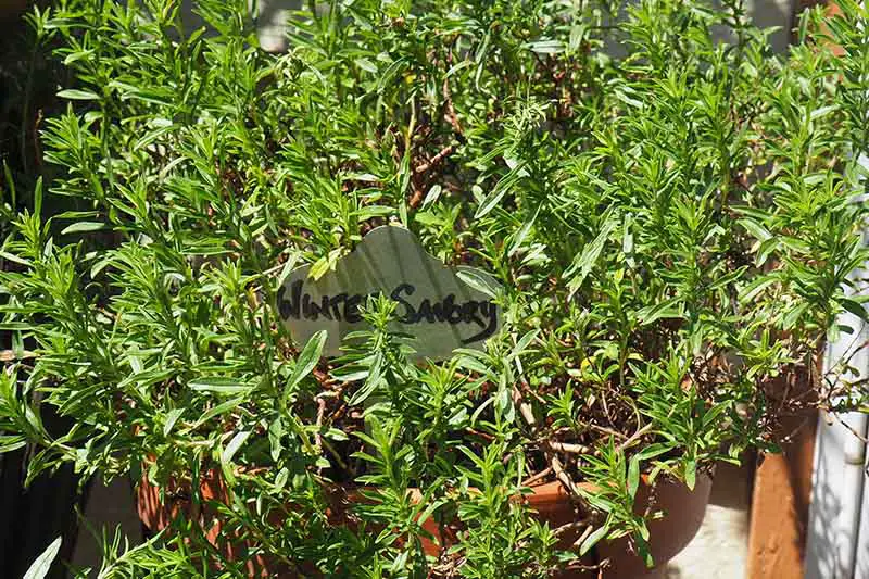 Un primer plano de una planta de Satureja montana que crece en una maceta de terracota con un cartel blanco entre el follaje bajo la luz del sol.