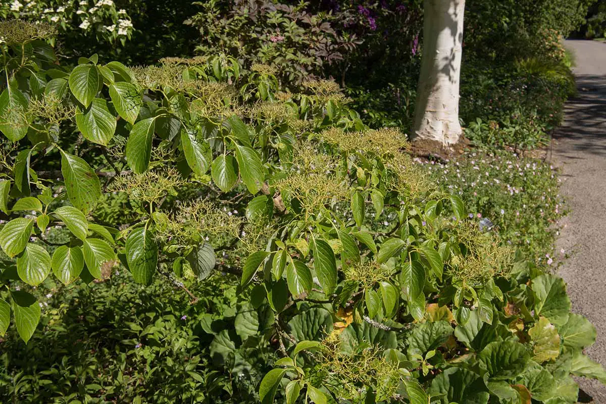 Una imagen horizontal de primer plano de un arbusto de cornejo de pagoda que crece en un borde de jardín junto a una pasarela.