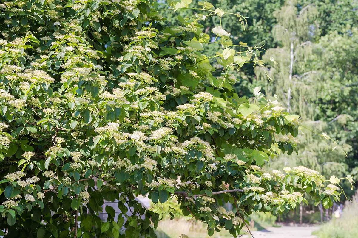 Una imagen horizontal de cerca de un Cornus alternifolia floreciente que crece en el jardín fotografiado bajo el sol brillante.