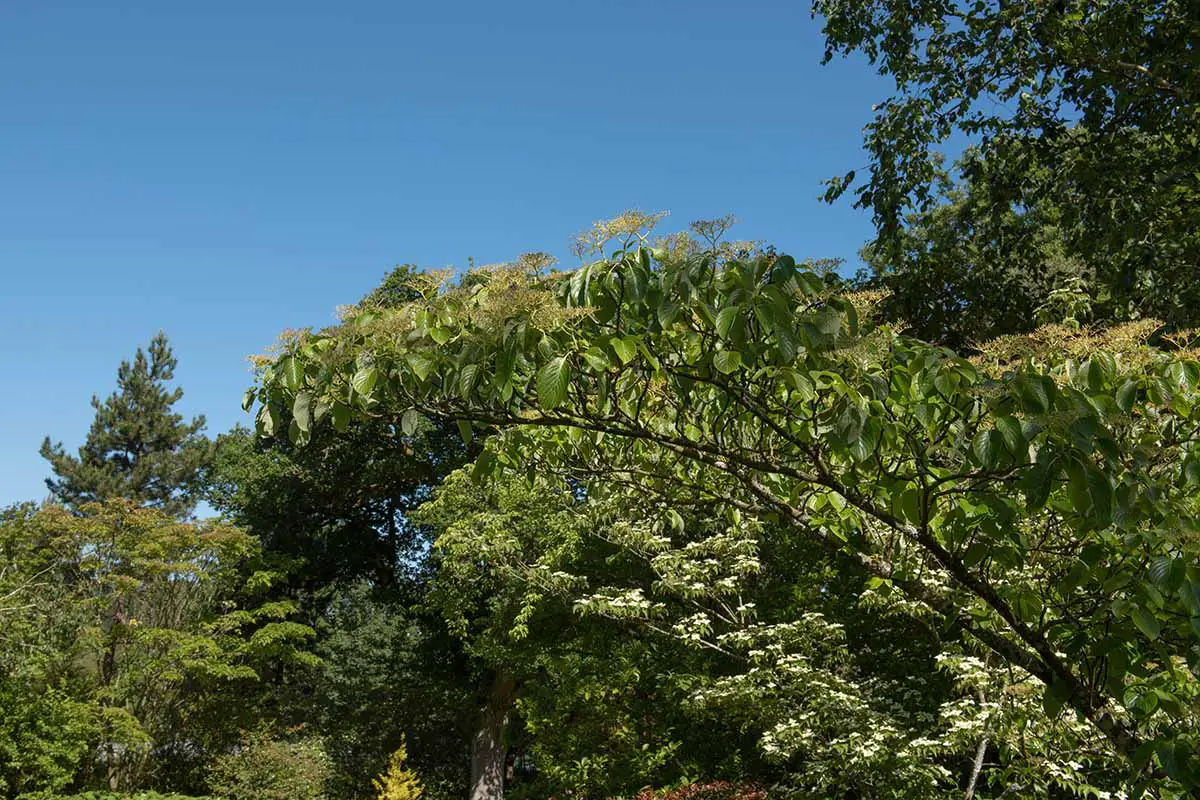 Una imagen horizontal de primer plano de un árbol de cornejo de pagoda que crece en el paisaje fotografiado sobre un fondo de cielo azul.