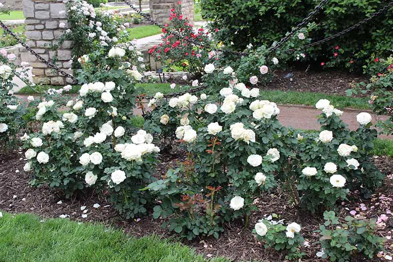 Una imagen horizontal de rosas blancas 'Paloma Blanca' que crecen al lado de un camino de jardín.