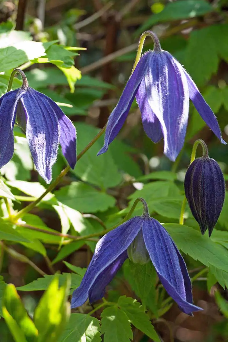 Una imagen vertical de primer plano de las flores azules de 'Pamela Jackman', en forma de campana, cuelgan hacia abajo de la vid a la luz del sol suave.  En el fondo hay hojas que se desvanecen en un enfoque suave.