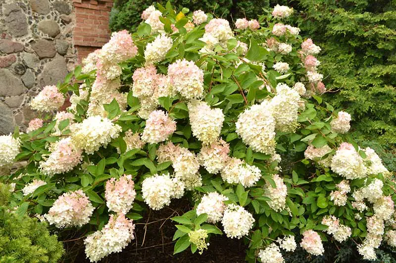 Una imagen horizontal de primer plano de una gran hortensia de arbusto en pánico con flores blancas que crecen en el jardín fuera de una casa de piedra.