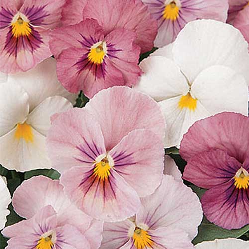 Un primer plano de las flores 'Panola Pink Shades' en blanco, rosa claro y rosa oscuro.
