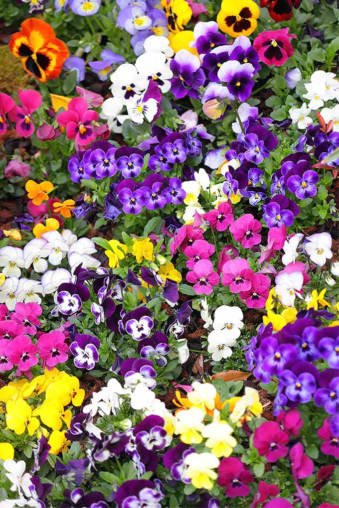 Viola tricolor, o pensamientos, vienen en una increíble variedad de colores.  Ya sea que esté buscando tonos pasteles o más atrevidos para agregar a su jardín, lea más para saber por qué esta es la planta para usted: 