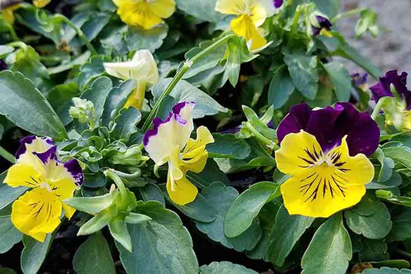 Un primer plano de los pensamientos ColorMax que crecen en el jardín con pequeñas flores amarillas y moradas rodeadas de follaje.
