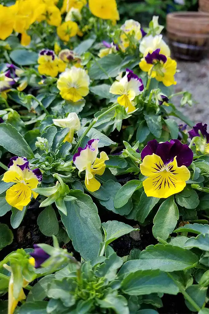 Viola tricolor 'Colormax' - hermosa, ¿no?  Consulte nuestros consejos para cultivar pensamientos: 
