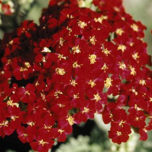 Un primer plano de las flores rojas brillantes de Achillea millefolium 'Paprika' sobre un fondo de enfoque suave.
