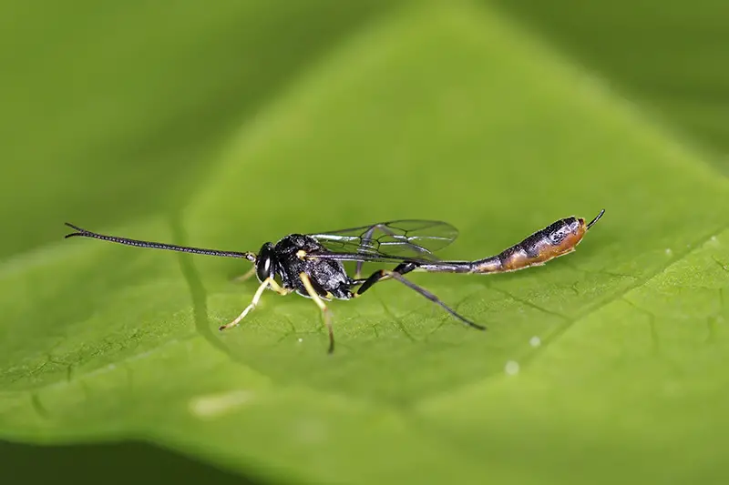 Un primer plano de una avispa parásita, un pequeño insecto negro y amarillo, sobre una hoja verde, desvaneciéndose hasta un enfoque suave en el fondo.
