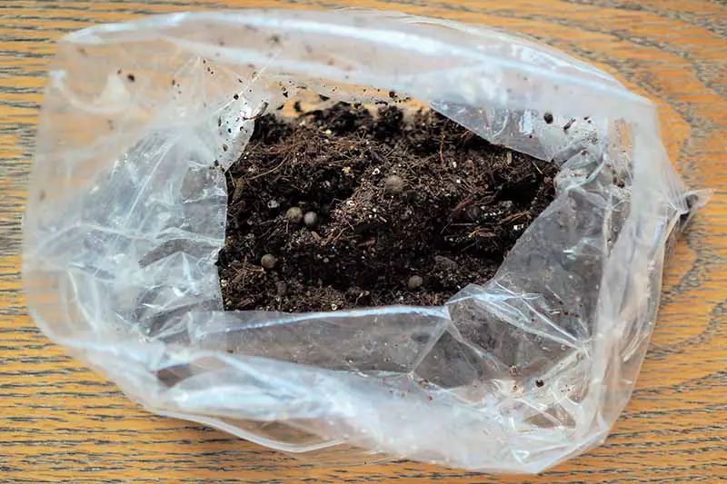 Una imagen horizontal de cerca del medio para macetas y las semillas de Chamaedorea elegans en una bolsa de plástico.