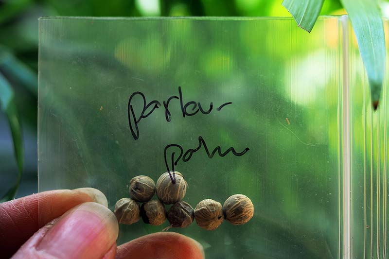 Una imagen horizontal de primer plano de una mano desde la parte inferior del marco que sostiene un pequeño paquete de plástico con semillas dentro.