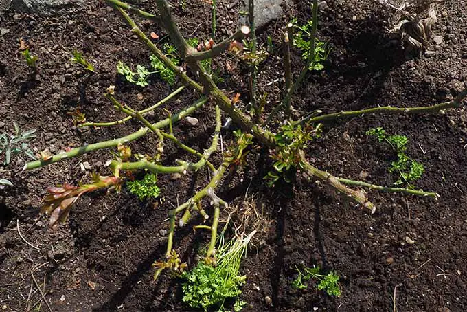 Aprende de nuestros expertos por qué es una buena idea plantar perejil cerca de las rosas |  