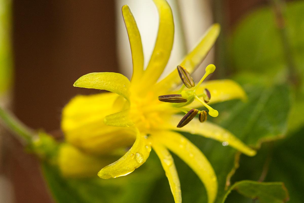 Una imagen horizontal de primer plano de una flor amarilla de Passiflora citrina representada en un fondo de enfoque suave.