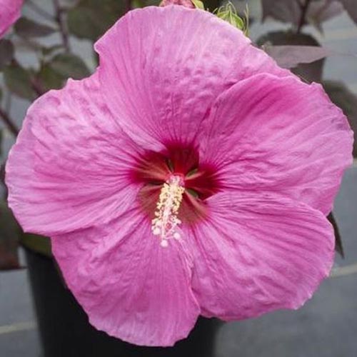 Un primer plano de una flor rosa con pétalos grandes y un ojo central de color rojo brillante.  El híbrido 'Passion' de H. moscheutos crece en el jardín sobre un fondo de enfoque suave.