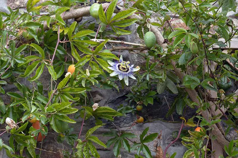 Una enredadera de Passiflora que crece al costado de una casa de piedra, con una flor y frutos colgando de la planta.