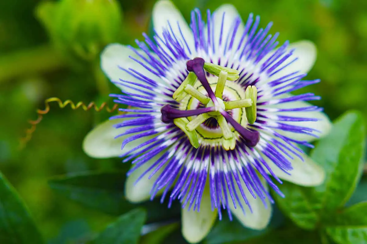 Una imagen horizontal de primer plano de una flor de la pasión que crece en el jardín representada en un fondo de enfoque suave.