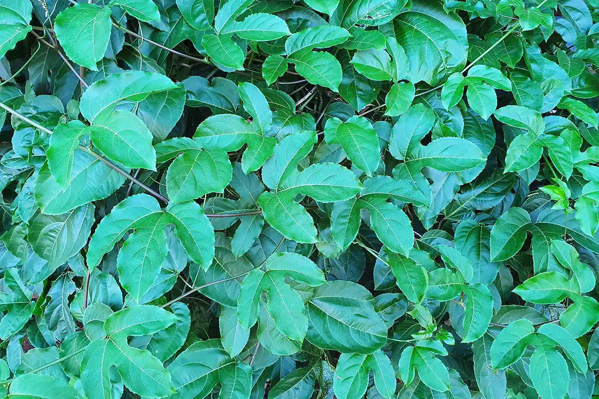 Una imagen horizontal de primer plano del follaje de la vid de pasiflora que crece en el jardín.
