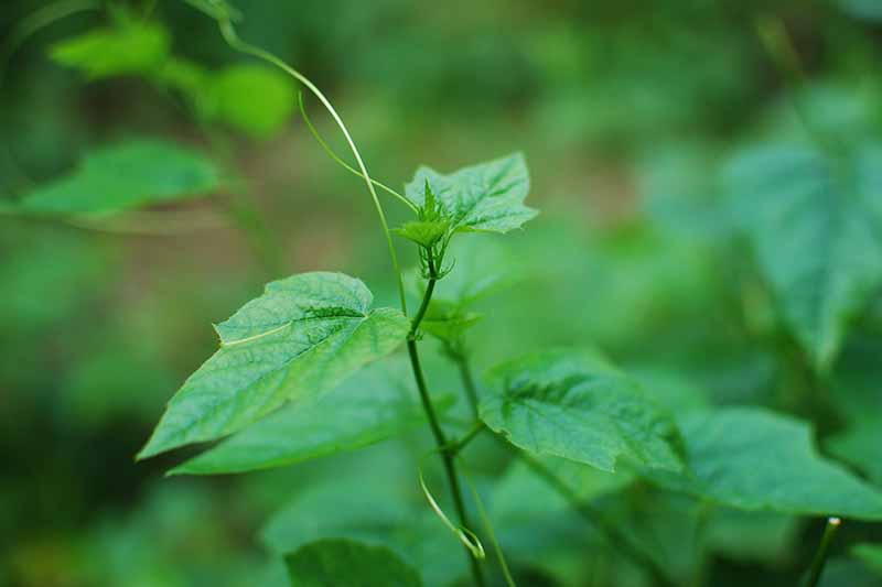Una imagen horizontal de primer plano de una vid de pasiflora que crece en el jardín representada en un fondo de enfoque suave.