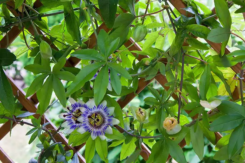 Una imagen horizontal de primer plano de una vid Passiflora que crece en un enrejado de madera.