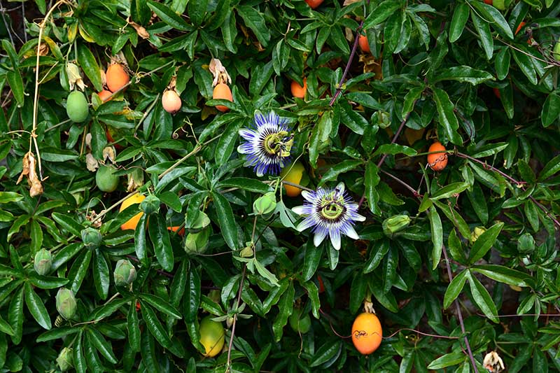 Una vid Passiflora que crece en el jardín con flores y frutos en varias etapas de madurez rodeada de follaje verde oscuro.