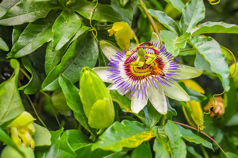 Un primer plano de una flor de Passiflora con una abeja alimentándose del néctar, rodeada de follaje verde a la luz del sol.