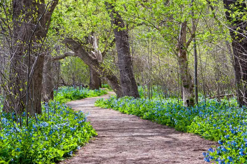 Una imagen horizontal de un camino a través de un bosque flanqueado por flores azules brillantes de Virginia bluebell (Mertensia virginica).
