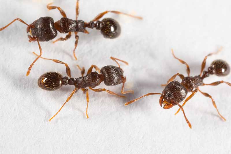 Un primer plano de tres hormigas de pavimento de color marrón claro con grandes cabezas bulbosas sobre un fondo blanco.