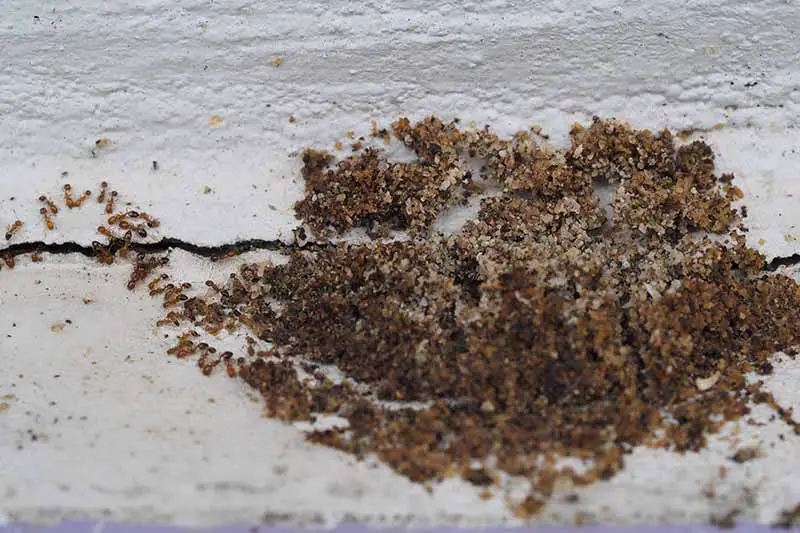 Un primer plano de una colonia de hormigas de pavimento con arena alrededor de una grieta en una pared blanca.  Los insectos se ven a la izquierda del marco saliendo de la pared.
