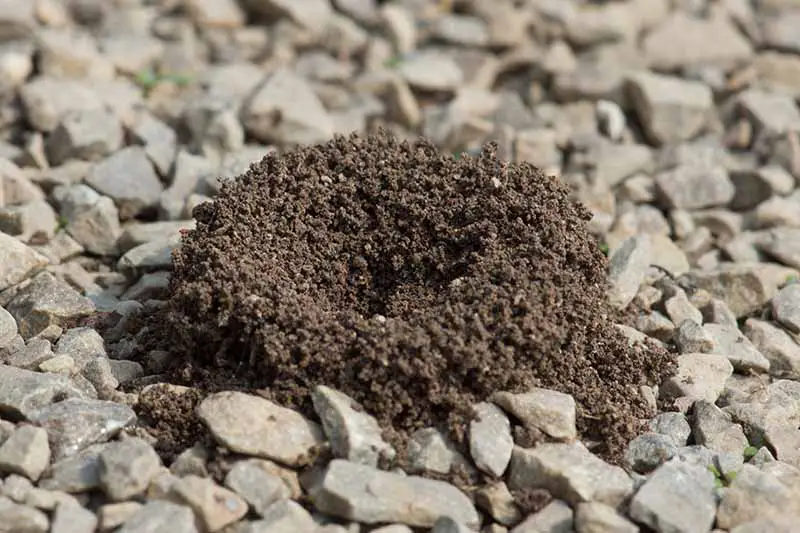Un primer plano de un hormiguero, un pequeño montón circular de suelo entre grava.