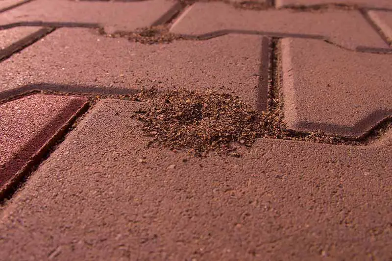 Un primer plano de un camino de ladrillos con una pequeña pila de tierra creada por las hormigas del pavimento que han hecho su hogar en las grietas entre los adoquines.