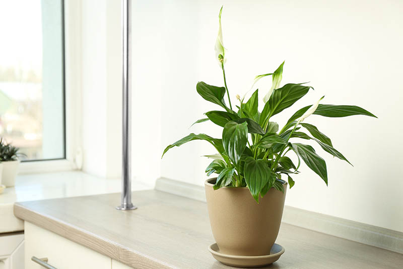 Una imagen horizontal de cerca de una pequeña planta de Spathiphyllum que crece en una maceta de cerámica en un mostrador de cocina junto a una ventana.