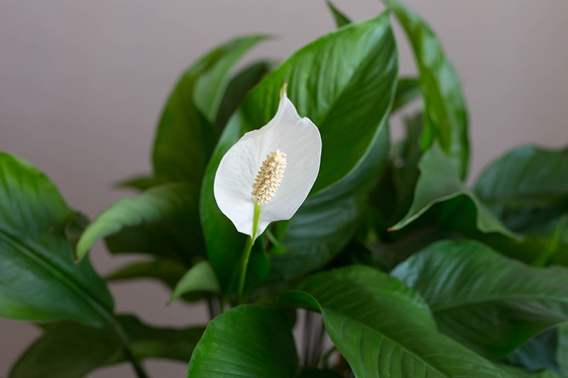 Un primer plano de las hojas verdes y la espata blanca de una planta de Spathiphyllum que crece en el interior.