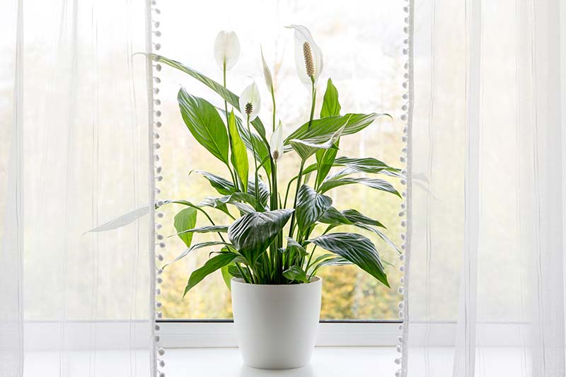 Una imagen horizontal de primer plano de un pequeño Spathiphyllum que crece en una maceta en un alféizar flanqueado por cortinas blancas claras.
