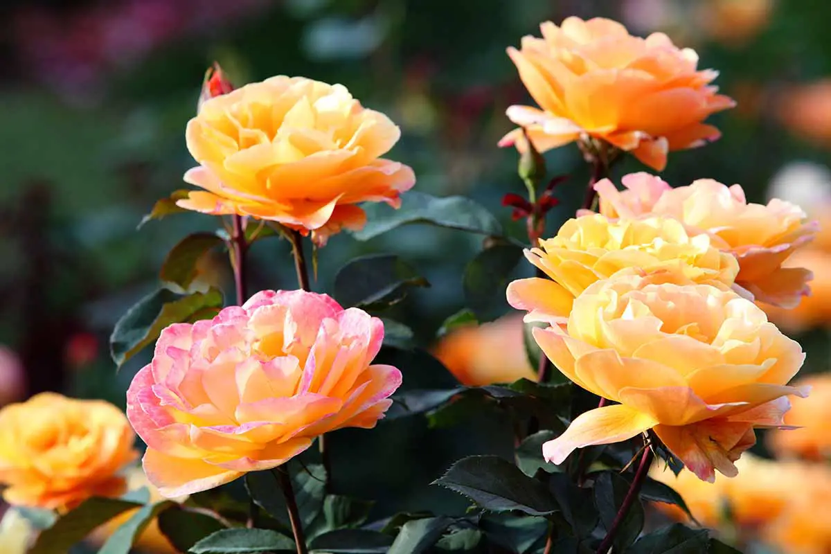 Una imagen horizontal de primer plano de una flor naranja 'Louis de Funes' que crece en un jardín soleado.