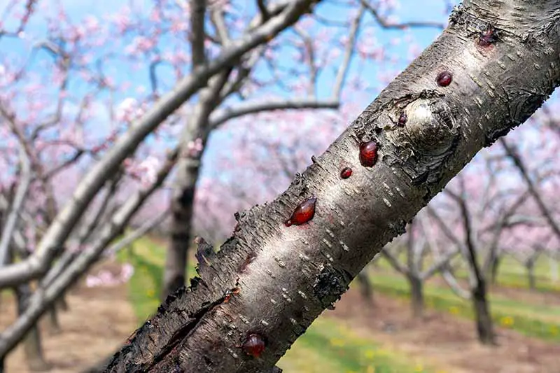 Una imagen horizontal de primer plano de la rama de un árbol frutal con síntomas de cancro perenne.