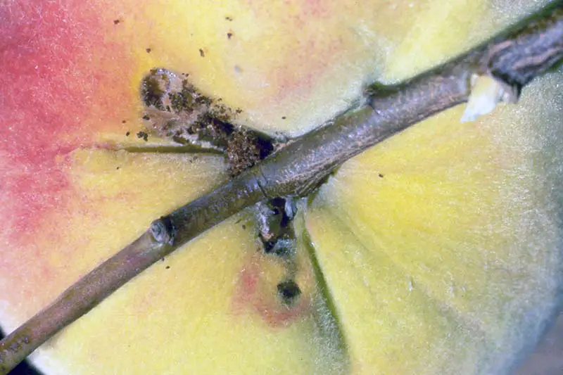 Una imagen horizontal de primer plano de una fruta de hueso que sufre una infestación de larvas de barrenador de ramitas de melocotón.