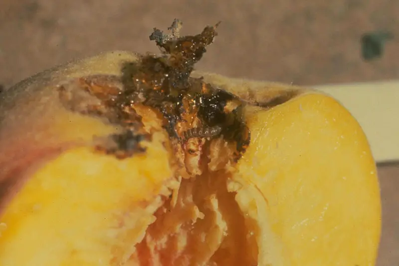 Una imagen horizontal de primer plano de un melocotón infestado con larvas de barrenador de ramitas de melocotón.