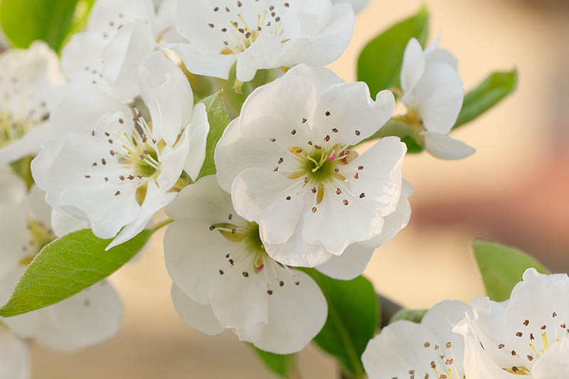 Una imagen horizontal de primer plano de flores de pera con flores blancas representadas en un fondo de enfoque suave.