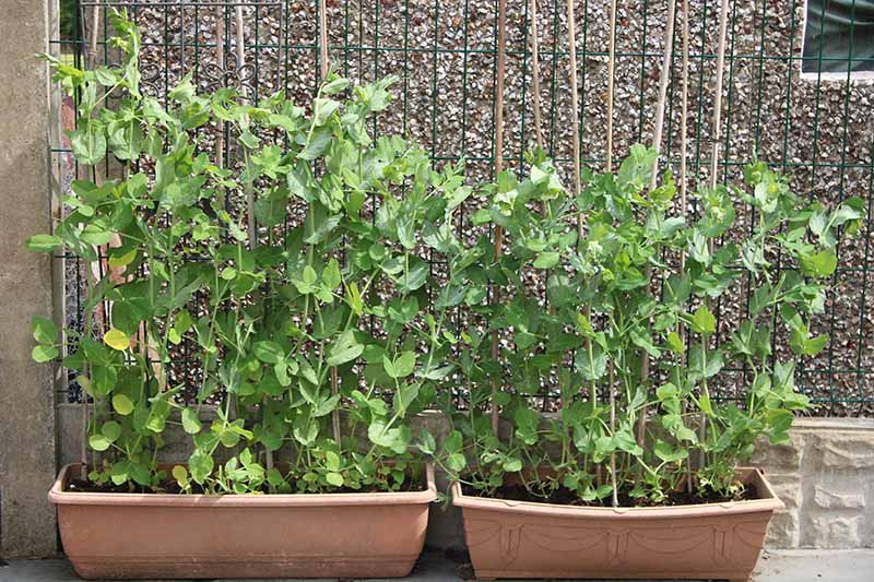 Una imagen horizontal de primer plano de plantas de guisantes que crecen en macetas de terracota con un enrejado en el fondo.