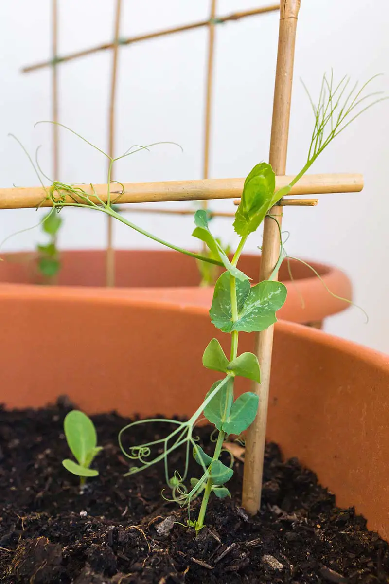 Una imagen vertical de una planta joven de Pisum sativum que crece en un contenedor sostenido por una estaca de bambú.