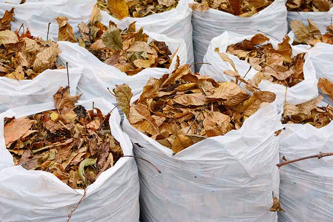 Toma estrecha que muestra varias bolsas de basura grandes de plástico blanco que contienen muchas hojas de color marrón claro.