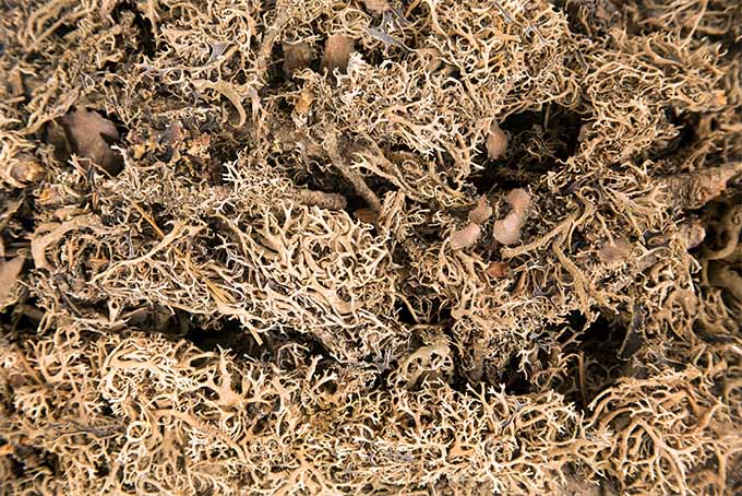 Tiro apretado de musgo sphagnum seco de color marrón claro.